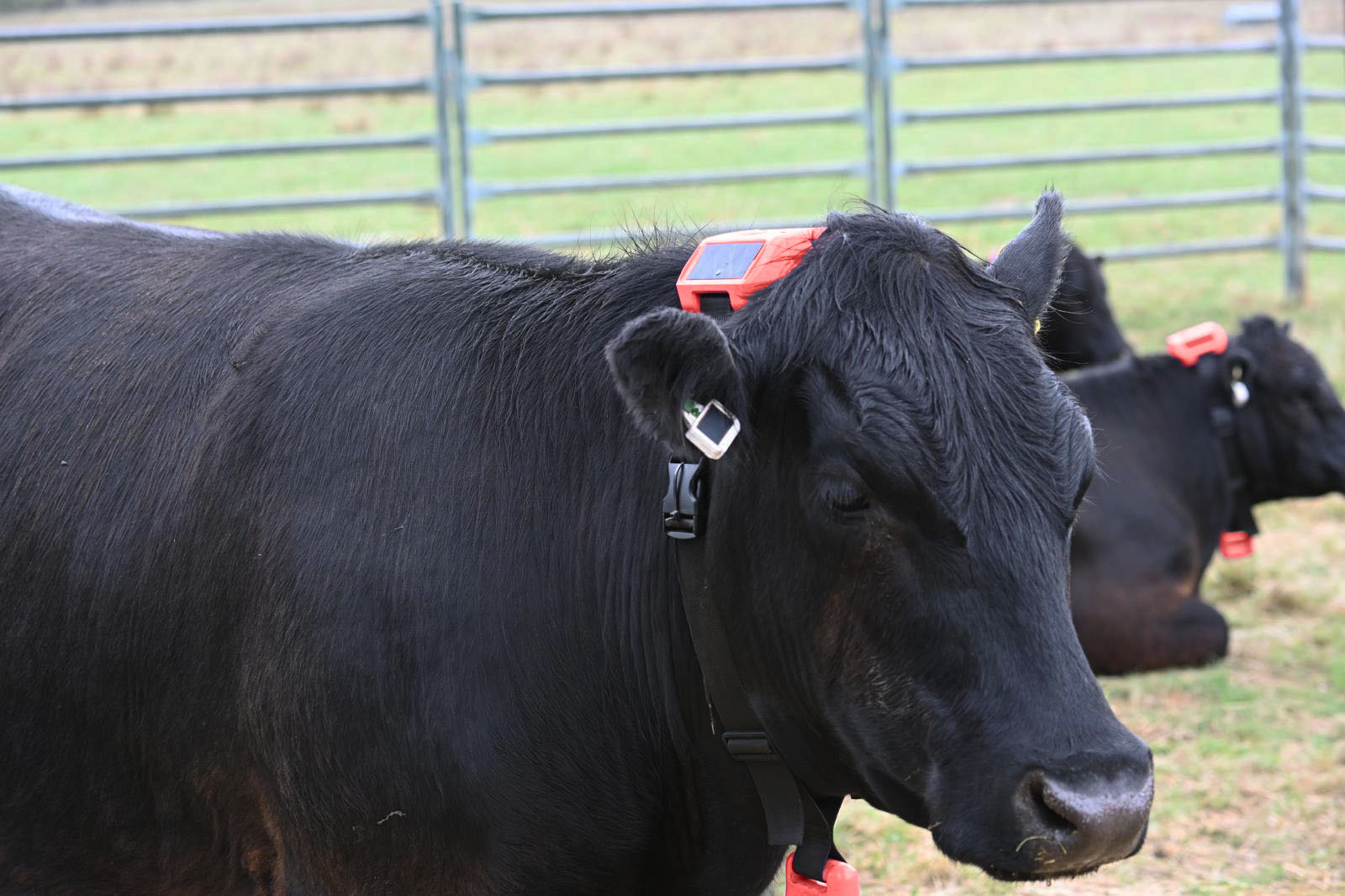 Cattle wearing Tauro monitoring hardware in the paddock