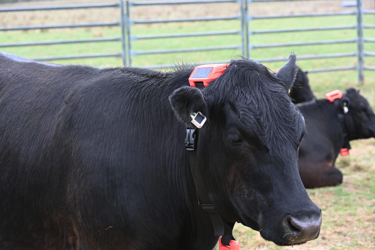 Cattle wearing connected collars and ear tags